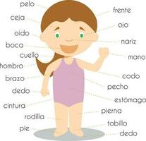 humano corpo partes vocabulário dentro espanhol vetor ilustração