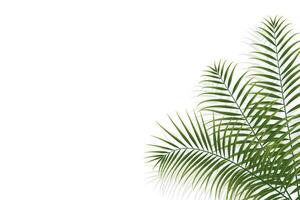 ramo de palmeira, folha de coco, planta tropical vetor