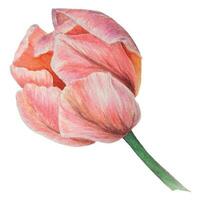 aguarela realista botânico ilustração do Rosa tulipa isolado em branco fundo para seu projeto, Casamento impressão produtos, papel, convites, cartões, tecido, cartazes, cartão para mãe dia, marcha vetor