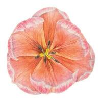 aguarela realista botânico ilustração do Rosa tulipa isolado em branco fundo para seu projeto, Casamento impressão produtos, papel, convites, cartões, tecido, cartazes, cartão para mãe dia, marcha vetor