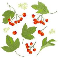 vetor conjunto do guelder rosa ou viburnum elementos. isolado em branco fundo bagas, flores e folhas.