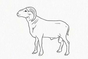 doméstico animal linha desenho. ovelha para qurbani esboço vetor