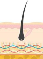 plano estilo anágeno crescendo etapa do cabelo crescimento ou perda interno couro cabeludo estrutura. vetor