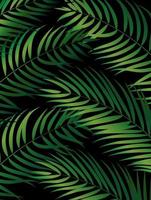 fundo de palmeira natural tropical vetor