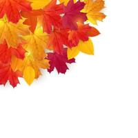 fundo brilhante de folhas naturais de outono vetor