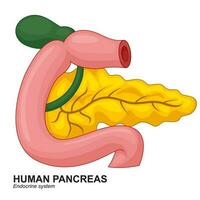 humano interno pâncreas desenho animado, vetor ilustração