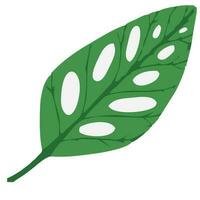 vetor de folha monstera verde sobre um fundo branco. padrão de folha.