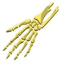a humano esqueleto do a mão, Palma, dedos é localizado direto. vetor ilustração do três tons do Castanho. desenho animado natural mão ossos para dia das Bruxas cumprimento cartão. uma místico item para feitiçaria