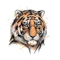retrato de uma cabeça de tigre de um toque de aquarela desenho desenhado à mão ilustração vetorial de tintas vetor