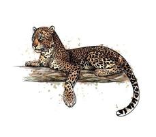 leopardo está deitado em uma árvore de um toque de aquarela desenho desenhado à mão ilustração vetorial de tintas vetor