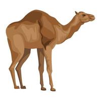 animal selvagem de camelo