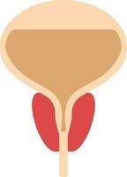 plano estilo próstata glândula ícone dentro pêssego e vermelho cor. vetor