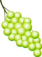 vetor ilustração do uvas elemento.