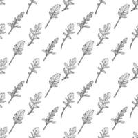 padrão sem emenda de rúcula. folhas de rúcula em um fundo branco. tempero italiano picante e aromático. ilustração vetorial desenhada à mão vetor
