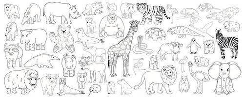 conjunto de contorno cartoon isolado animais da floresta afro-americana de savana