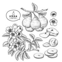 meia fatia inteira e ramo de pêra com frutas, folhas e flores conjunto decorativo de ilustrações botânicas de esboço desenhado à mão vetor