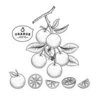 meia fatia inteira e ramo de laranja com frutas, folhas e flores conjunto decorativo de ilustrações botânicas esboço desenhado à mão vetor