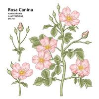 ramo de rosa cachorro-de-rosa ou rosa canina com flores e folhas desenhadas à mão ilustrações botânicas vetor