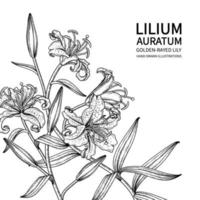 Desenhos de lírio com raias douradas ou flor lilium auratum isolados no fundo branco vetor