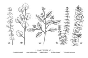 ramo de eucalipto conjunto decorativo vetor de elementos botânicos desenhados à mão