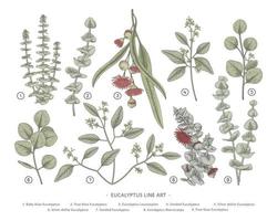 ramo de eucalipto decorativo conjunto ilustrações de elementos botânicos desenhados à mão vetor
