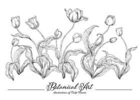 Ilustrações botânicas de esboço desenhado à mão de flor de tulipa vetor