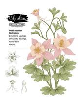 ramo de columbine rosa com flores e folhas vintage mão desenhada ilustrações botânicas vetor