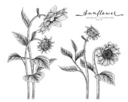 girassol altamente detalhado esboço desenhado à mão ilustrações botânicas vetor