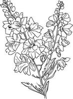 delfínio botânico ilustração, simples delfínio flor desenho, científico Larkspur botânico ilustração, delfínio grandiflorum azul borboleta, preto e branco Larkspur flor vetor arte.