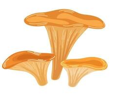 chanterelle cogumelos. saudável orgânico comida, vegetariano comida, fresco cogumelos isolado em uma branco fundo. vetor ilustração desenhado à mão, família do comestível cogumelos