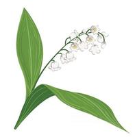 planta com flores lírio do vale arte botânica flor da primavera ilustração vetorial realista mão desenhada isolada no fundo branco vetor