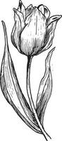 mão desenhado gravação esboço do uma tulipa flor vetor