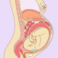 gravidez anatomia. vetor ilustração do útero com feto e órgãos em volta.