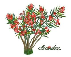 vermelho tropical oleandro. vetor isolado ilustração com letras