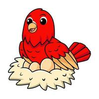 fofa vermelho derrame periquito desenho animado com ovos dentro a ninho vetor