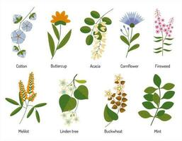 querida plantas, ervas e flores vetor botânico ilustração para embalagem e Projeto.