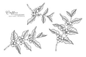 flor e folha de café desenhadas à mão ilustração botânica com arte de linha vetor