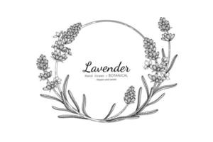 flor e folha de lavanda desenhadas à mão com ilustração botânica vetor