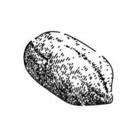 amendoim noz Comida seco esboço mão desenhado vetor