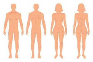 silhuetas do masculino e fêmea humano corpo, costas e frente. anatomia. médico e científico conceito. ilustração, vetor