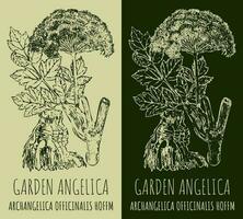 conjunto do vetor desenhando jardim angélica dentro vários cores. mão desenhado ilustração. a latim nome é arcangélica officinalis hoffm.