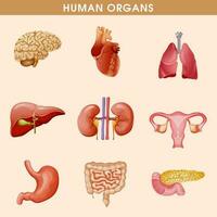 desenho animado humano órgãos conjunto com fígado pâncreas coração fêmea reprodutivo sistema rins cérebro pulmões estômago intestino isolado vetor ilustração