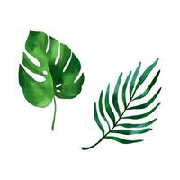 monstera folha e areca Palma folha. vetor ilustração do tropical plantas dentro uma aguarela estilo. Projeto elemento para verão bandeiras, panfletos, convite e cumprimento cartões.