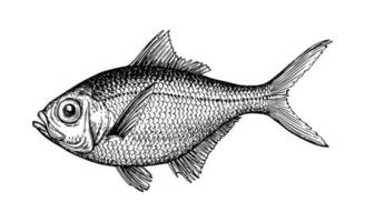 tinta esboço do alfonsino. mão desenhado vetor ilustração do peixe isolado em branco fundo. retro estilo.