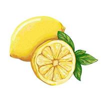 limão isolado em um fundo branco. limão e fatia de limão. fortalecimento do sistema imunológico e da saúde. ilustração vetorial desenhada à mão vetor