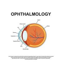 oftalmologia anatomia vetor ilustração