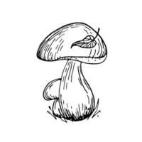 cep cogumelos. lindo mão desenhando rabisco ilustração. cogumelos crescendo dentro a grama. outono folha em uma Porcini cogumelo boné. linear vetor ilustração para coloração.