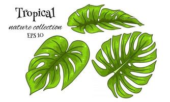 conjunto tropical com exóticas folhas de palmeira esculpidas em estilo cartoon vetor
