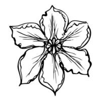 mão desenhado tinta vetor abóbora abóbora folha, flor. esboço ilustração arte para Ação de graças, colheita, agricultura. isolado objeto, contorno. Projeto para restaurante cardápio imprimir, cafeteria, local na rede Internet, convite