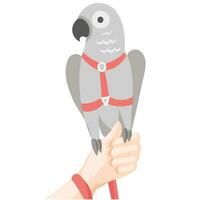 cinzento papagaio dentro vermelho arreios e trela em humano mão - vetor ilustração